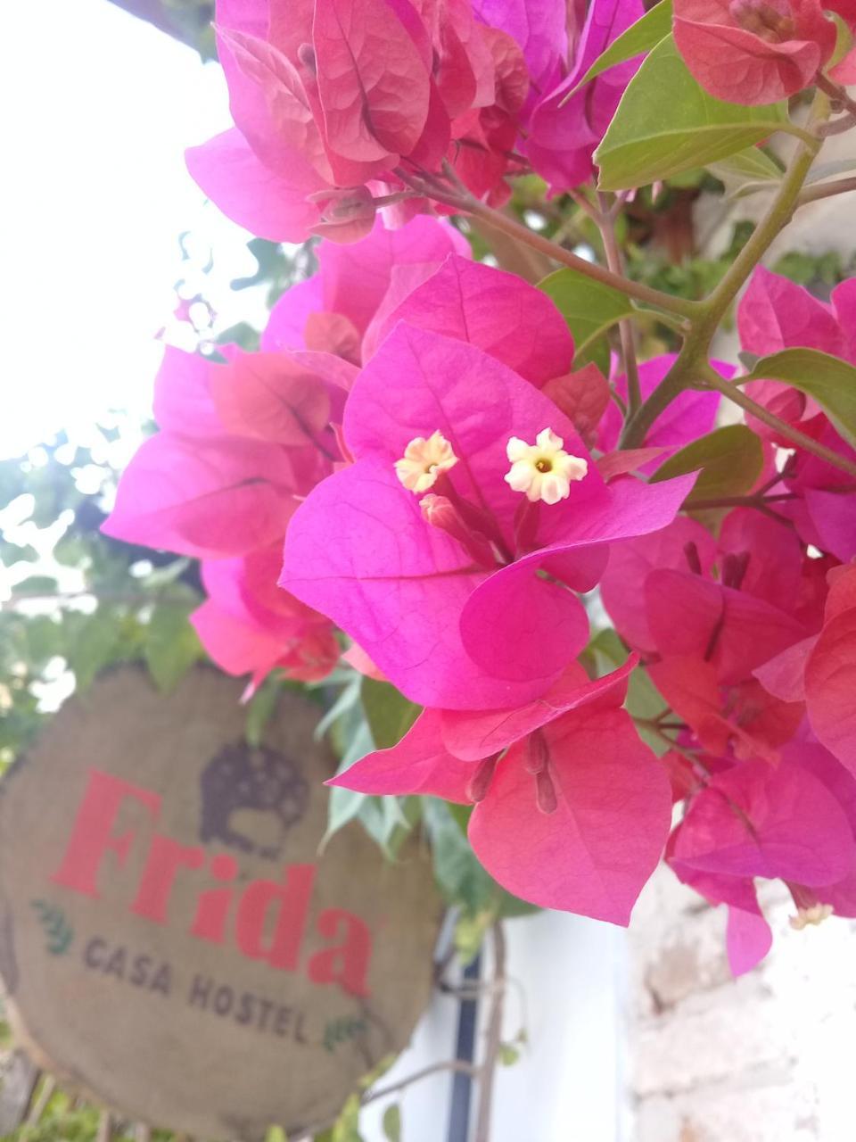Pousada Casa Frida Pelotas Exterior foto